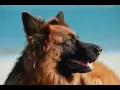 Download Lagu 10 часов лай собак