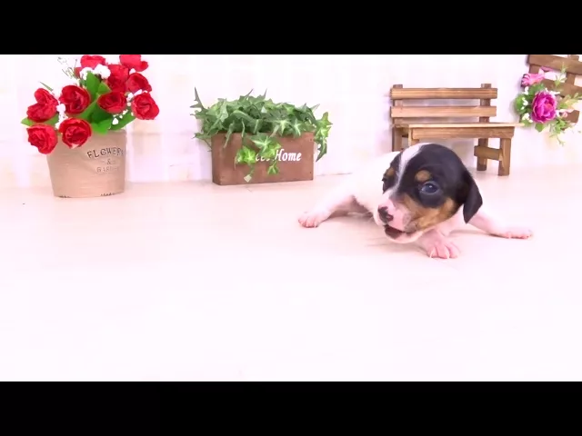 動画