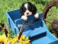 PuppyFinder com 2019 year in review