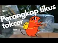 Download Lagu membuat perangkap tikus dari botol plastik