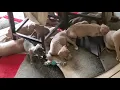 The Tiny Teacup Pitbulls