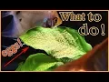What to do when your angelfish lay eggs