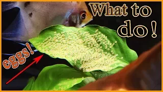 Download What to do when your angelfish lay eggs! MP3