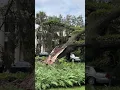 Ron DeSantis Says Family Fine After Tree Falls On Governor s Mansion