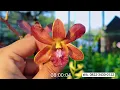 Download Lagu Promo Murah Anggrek Dendro Bulat Kriting catleya Koleksi super rimbun knop bunga Anggrek Asli Cantik