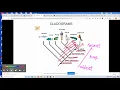 Cladogram Lesson Part I