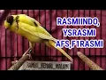 THE LEGEND BAHAN KENARI  RASMIINDO, F1RASMI, AFS, F2RASMI, BETINA SIAPAN 