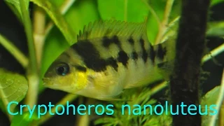 Download Blue-eyed Beauty: Archocentrus (Cryptoheros) nanoluteus - Fish in the Spotlight Ep. 2 MP3