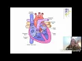 Chapter 11 Cardiovascular System Part 1