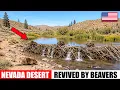 Americans Blew Up Beaver Dams to Drive Them Out of Nevada Only Drought Revealed Their True Value
