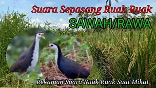 suara sepasang ruak ruak sawah rawa rekaman suara ruak ruak saat mikat serdang2 76