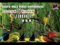 Download Lagu ⭕SUARA Pikat Burung Sogon Kombinasi Konin Ini 💯% Bakal Panen..‼️