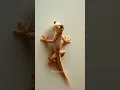 Cicak di Dinding 🦎 | Realistic AI Animation | #Shorts