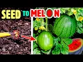 Download Lagu Growing Watermelon Plant Time Lapse - Seed to Fruit (110 Days)