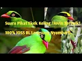 Download Lagu Suara Pikat Ekek Keling / Jovin paling Top 100% di jamin Ampuh!! #jombapetualang
