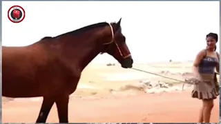 دختر س ک سی با اسپ چه کار میکند فلم اگر ضبط دوربین نمیشد کسی باور نمی کرد 