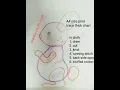 Bunny rabbit Teddy cutting pattern