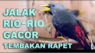 jalak rio rio gacor tembakan rapat cocok untuk masteran