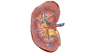 ONLINE Anatomy and Physiology II Lab 8 The Urinary System