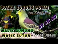Lagu SUARA BURUNG PUNAI / WALIK SUTUN