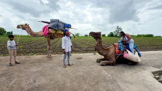 माऊली उंटावर बसल्यावर खूष 😍