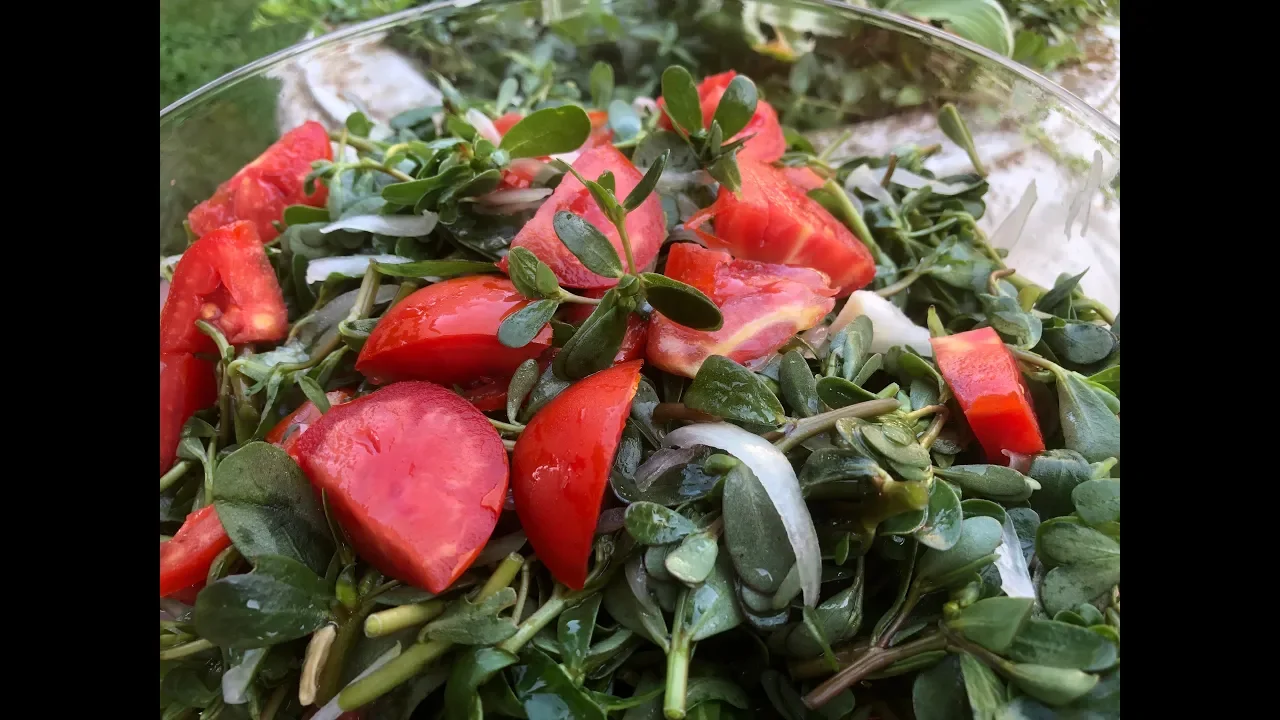 PURSLANE SALAD: WILD, GREEN, HEALTHY, AND DELICIOUS FRESHNESS