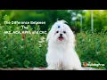 The Difference Between The AKC ACA APRI and CKC