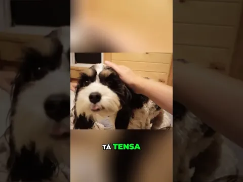 Minha cachorrinha com medo de altura...