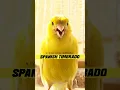 Download Lagu Masteran kenari spanish timbrado Gacor #shorts