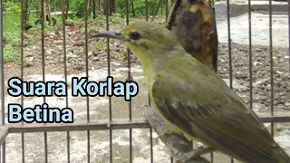 suara kolibri kelapa betina memanggil jantan