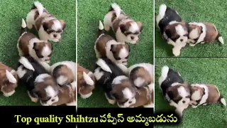 8686228781 top quality shihtzu puppies for sale in telugu Aj pets