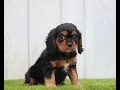 Cavalier s