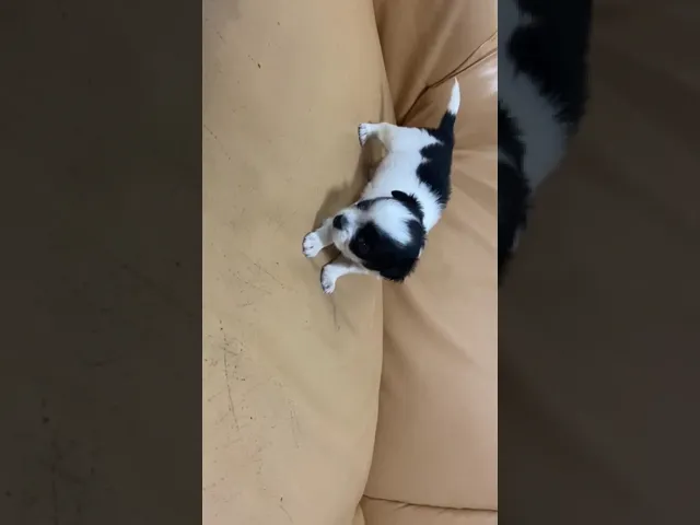 動画