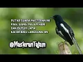 Download Lagu Kacer: The Bird That Can’t Stop Singing