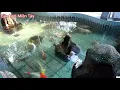 Download Lagu Những con cá chép coi tuyệt đẹp| Bầu Trời Miền Tây
