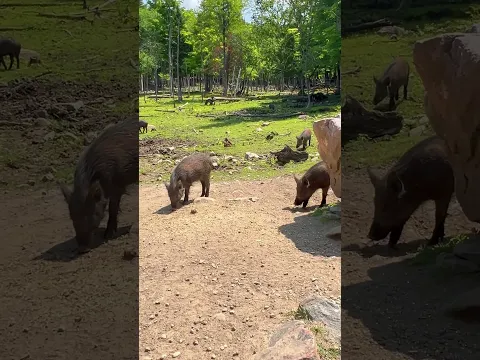 A Group of Wild Pigs Searching for Food on the Ground