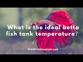 What is the ideal betta fish tank temperature