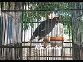 Download Lagu jalak kebo rasa CILILIN KAPAS TEMBAK TENGKEK UDANG LOVE BIRD BELALANG EMAS DAN KENARI