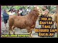 Download Lagu Juragan Sapi Luar Kota Berburu Bakalan Dan Pedet Di Pasar Glenmore Banyuwangi Jatim.
