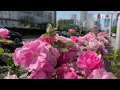 Pink China Roses Transform Beijing Landscapes with 200-Day Bloom Season
