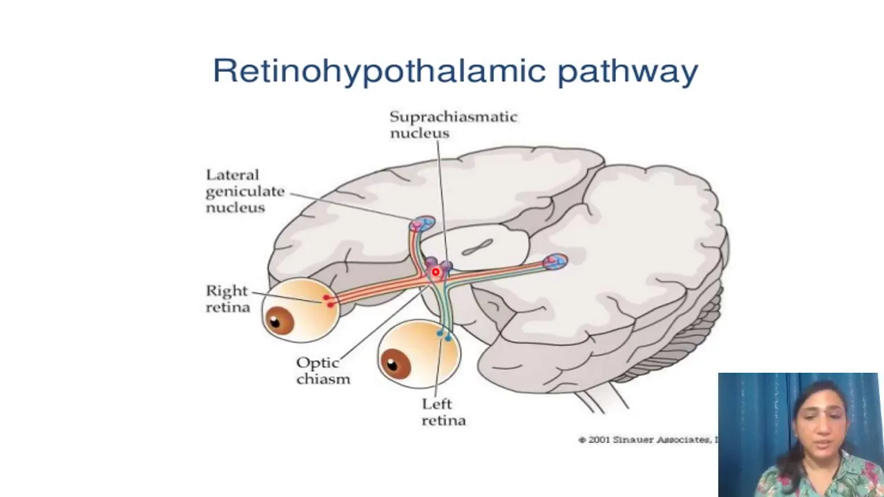 circadian rhythm