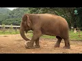 From Hardship to Happiness Elephant - ElephantNews