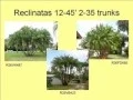 Sunscape-Landscape-Nursery-Palm-Trees wmv