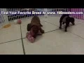 Miniature Dachshund Puppies Dogs For Sale In Anchorage Alaska AK 19Breeders Fairbanks