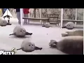 turututuruturu =v