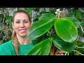 Download Lagu Como ENRAIZAR uma ORQUÍDEA de forma simples sem precisar de ENRAIZADOR