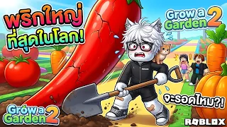 สร้างสวนGrow a garden 2 ที่ใหญ่ที่สุดในโลก?ด้วย พริก!!! และการทำบัคสุดตึง