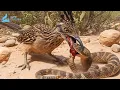 Lagu Sonorawoestijn: De dodelijke strijd om de ratelslang #natuurdocumentaire | Wild Kingdom