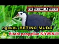 Download Lagu suara pikat Ruak ruak betina muda panggilan birahi