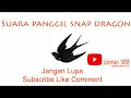 Download Lagu Suara Panggil Walet Snap Dragon - Suara Walet Terlengkap Hexagonal, Panggil, Inap, dan Tarik